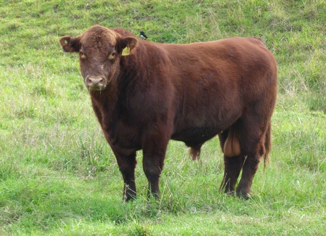 red angus cattle for sale nsw qld Australia