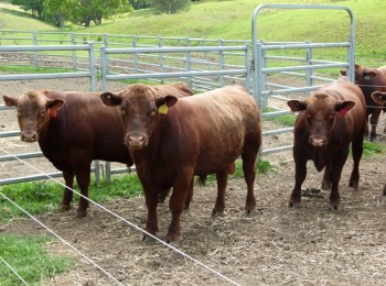 red angus breeders qld queensland 