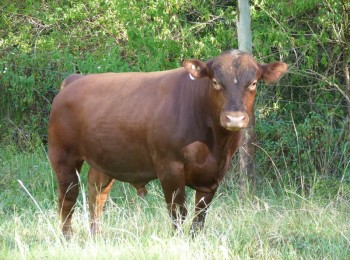 red angus breeders near me 