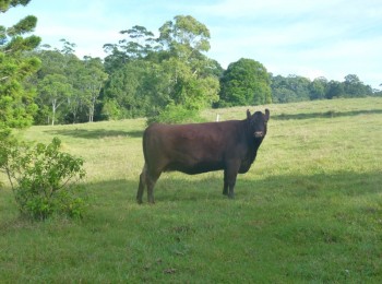 red angus cattle breeders NSW 