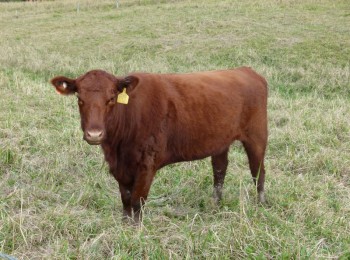 Red Angus Bull sales NSW Northern QLD 