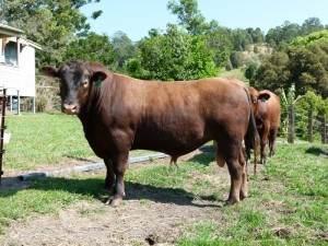 red angus bull for sale qld near me nsw