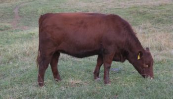 Red Angus Cattle Sales NSW