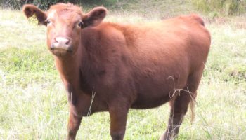 Red Angus Cattle Sales NSW