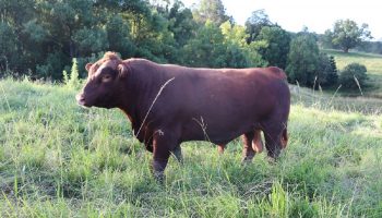 red angus bull sales nsw l08