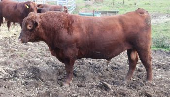 angus bulls for sale nsw l02