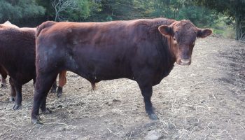red angus bull sales NSW Australia m28