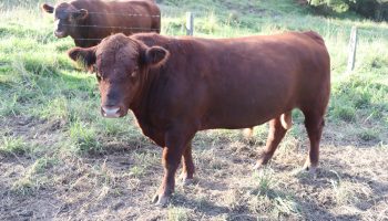 angus bulls for sale nsw l02