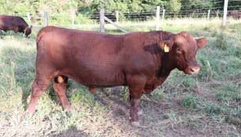 red angus bull sales nsw l08