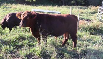 red angus bull sales qld Australia l03