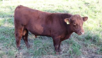 red angus cattle breeders nsw m23