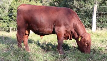 registered red angus for sale n01
